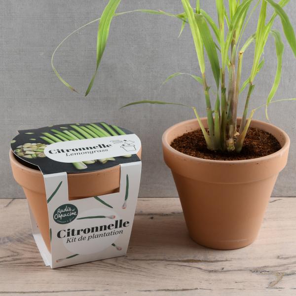 Radis et Capucine - Kit Citronnelle - Pot en Terre Cuite - 13 cm - MEDIA_EN_SITUATION_2